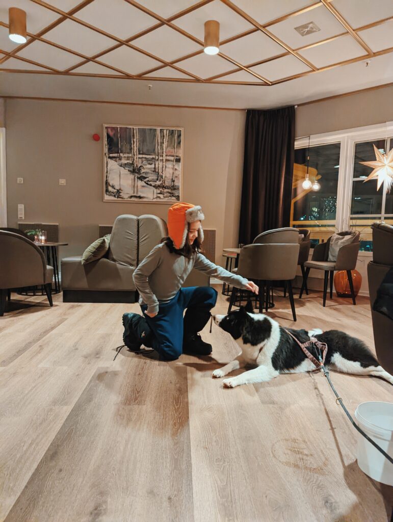 huskies at the grand arctic hotel Discover the World