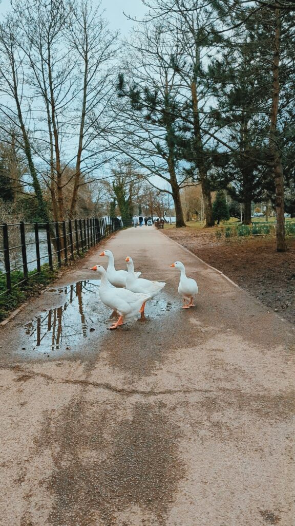 Moving to Cardiff