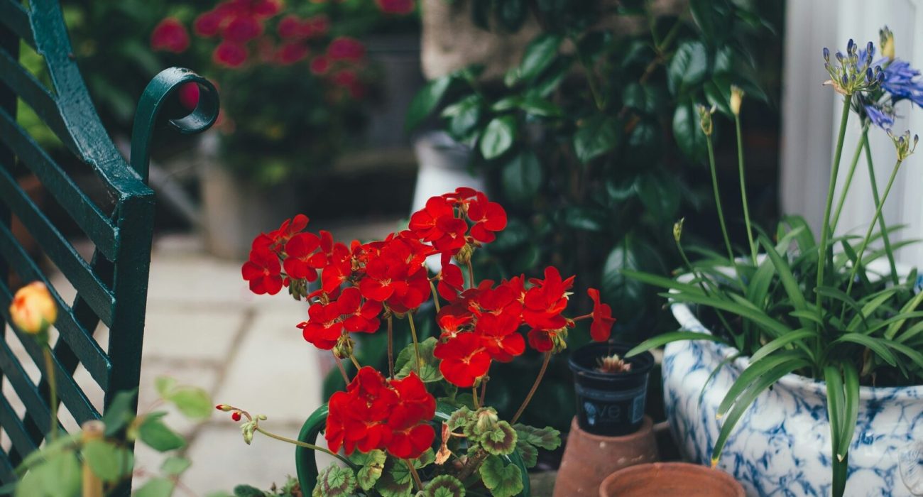 urban garden 2